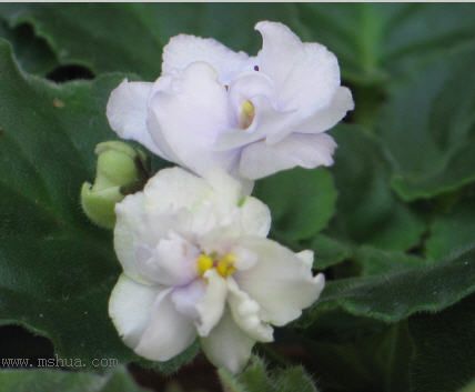 [����]��������֮ͼƬ�Ƚ�