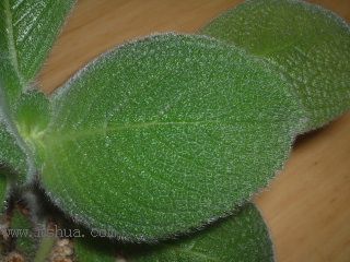 Kee Wee - ����