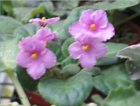 [����]��������֮ͼƬ�Ƚ�