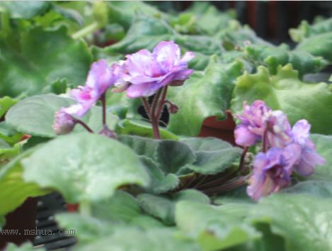 [����]��������֮ͼƬ�Ƚ�