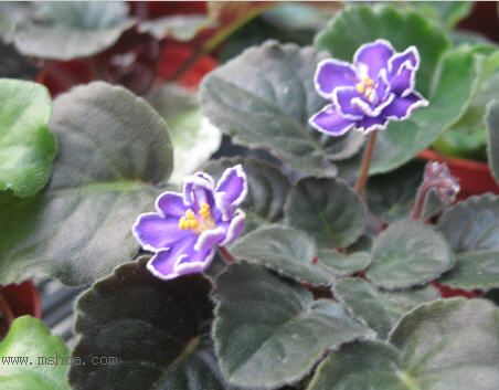 [����]��������֮ͼƬ�Ƚ�