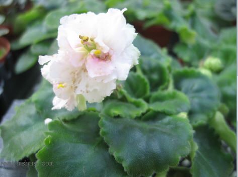 [����]��������֮ͼƬ�Ƚ�