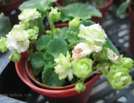 [����]��������֮ͼƬ�Ƚ�