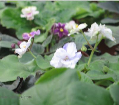 [����]��������֮ͼƬ�Ƚ�