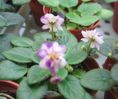 [����]��������֮ͼƬ�Ƚ�