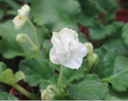 [����]��������֮ͼƬ�Ƚ�