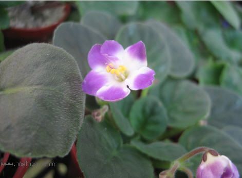 [����]��������֮ͼƬ�Ƚ�