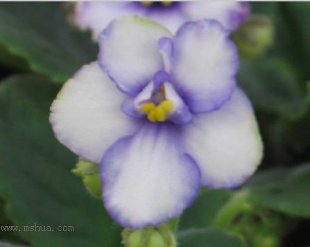 [����]��������֮ͼƬ�Ƚ�