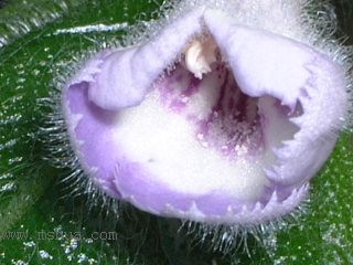 Kee Wee - ����