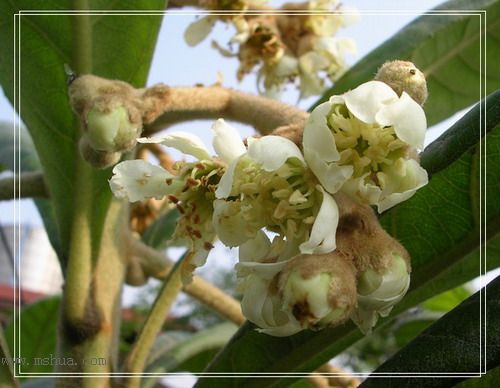 ���˵Ļ���