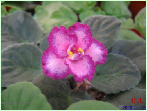 [����]��������֮ͼƬ�Ƚ�