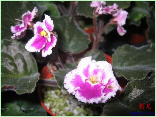 [����]��������֮ͼƬ�Ƚ�