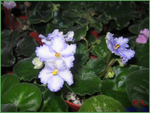 [����]��������֮ͼƬ�Ƚ�