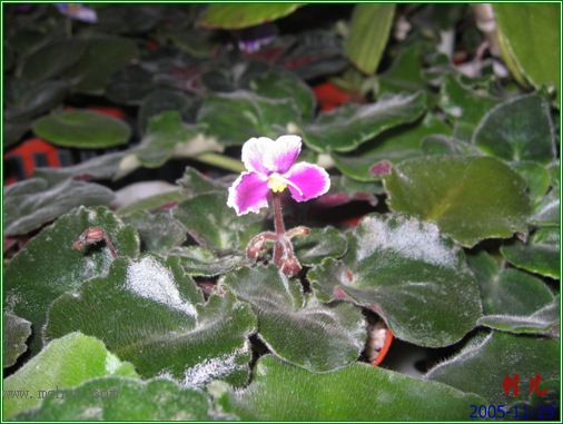 [����]��������֮ͼƬ�Ƚ�