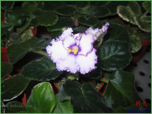 [����]��������֮ͼƬ�Ƚ�