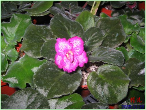 [����]��������֮ͼƬ�Ƚ�