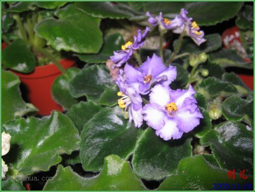 [����]��������֮ͼƬ�Ƚ�