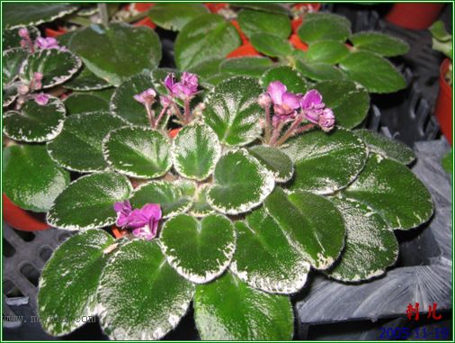 [����]��������֮ͼƬ�Ƚ�