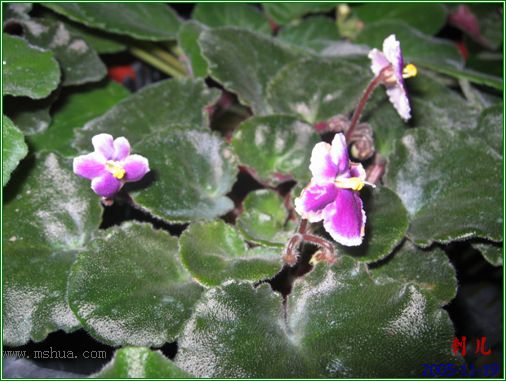 [����]��������֮ͼƬ�Ƚ�