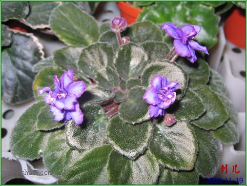 [����]��������֮ͼƬ�Ƚ�