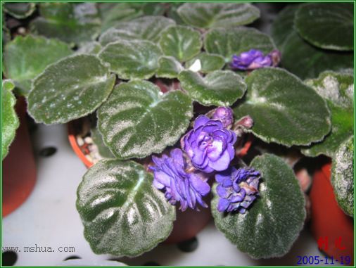 [����]��������֮ͼƬ�Ƚ�