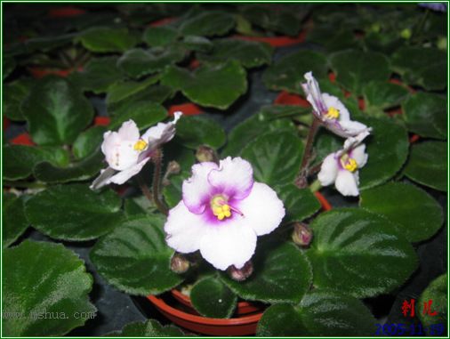 [����]��������֮ͼƬ�Ƚ�