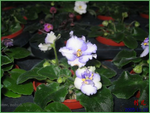 [����]��������֮ͼƬ�Ƚ�