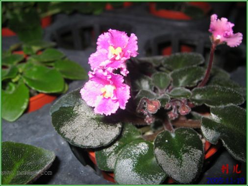 [����]��������֮ͼƬ�Ƚ�