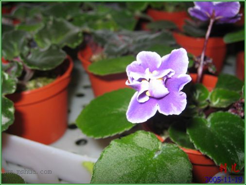 [����]��������֮ͼƬ�Ƚ�