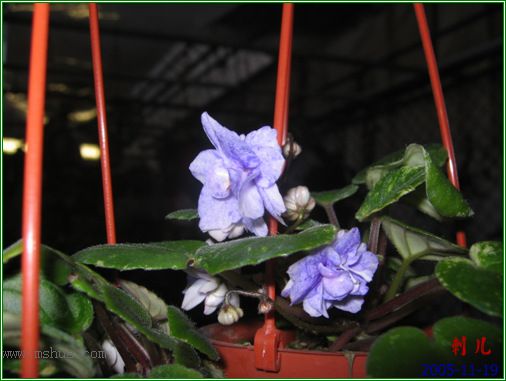 [����]��������֮ͼƬ�Ƚ�