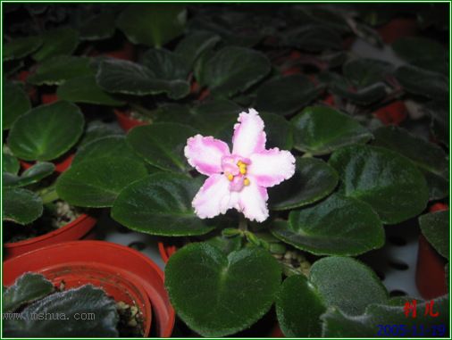 [����]��������֮ͼƬ�Ƚ�