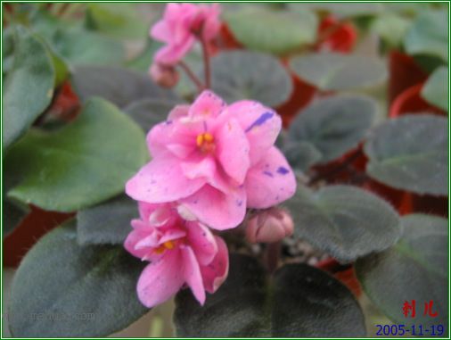 [����]��������֮ͼƬ�Ƚ�