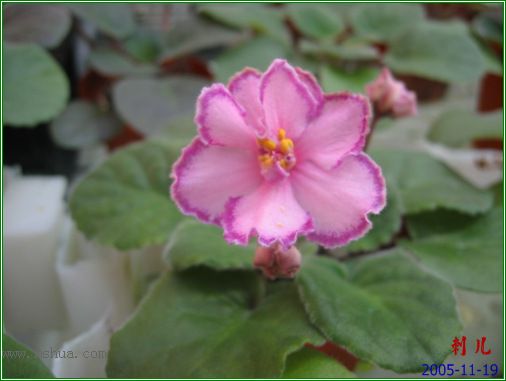 [����]��������֮ͼƬ�Ƚ�