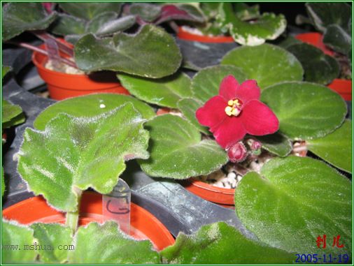 [����]��������֮ͼƬ�Ƚ�