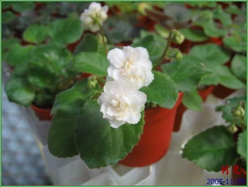 [����]��������֮ͼƬ�Ƚ�