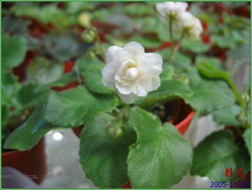 [����]��������֮ͼƬ�Ƚ�