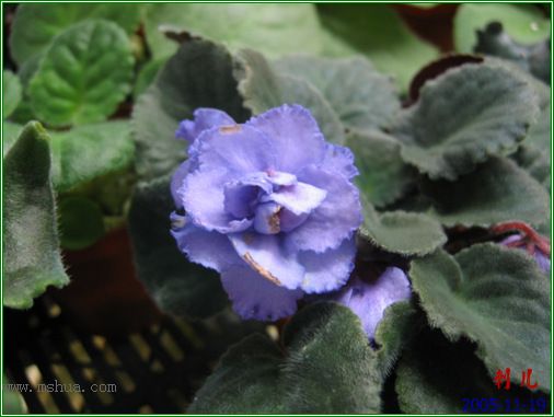 [����]��������֮ͼƬ�Ƚ�