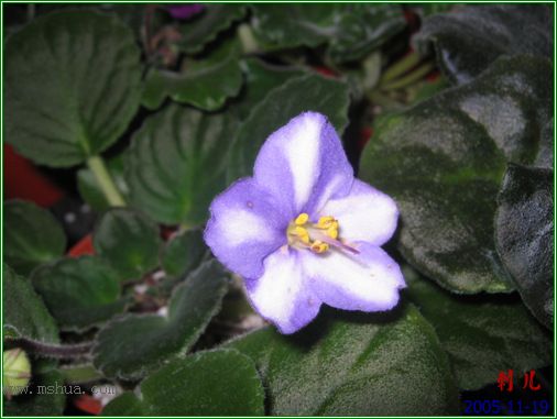 [����]��������֮ͼƬ�Ƚ�