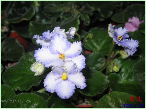 [����]��������֮ͼƬ�Ƚ�