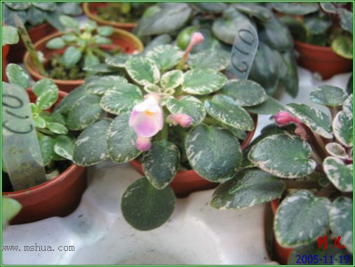 [����]��������֮ͼƬ�Ƚ�