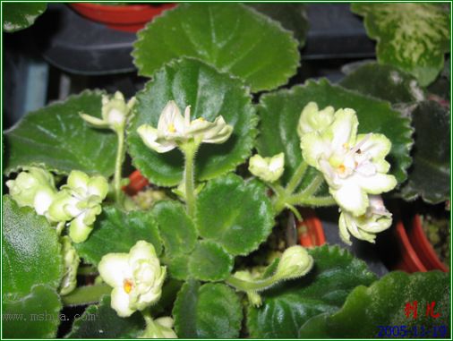 [����]��������֮ͼƬ�Ƚ�