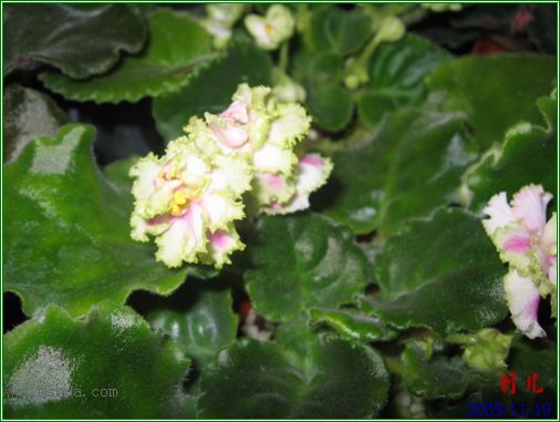 [����]��������֮ͼƬ�Ƚ�