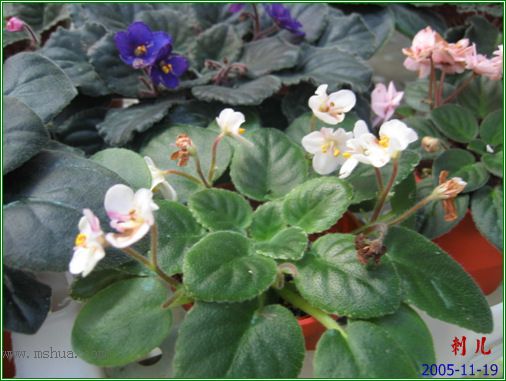 [����]��������֮ͼƬ�Ƚ�