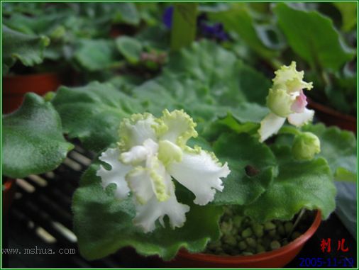 [����]��������֮ͼƬ�Ƚ�