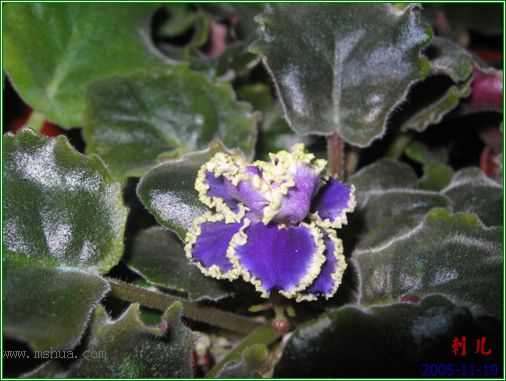 [����]��������֮ͼƬ�Ƚ�