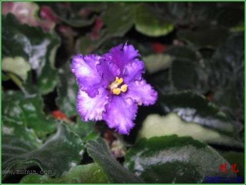 [����]��������֮ͼƬ�Ƚ�