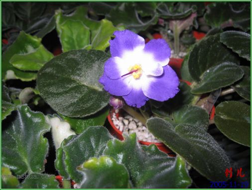 [����]��������֮ͼƬ�Ƚ�