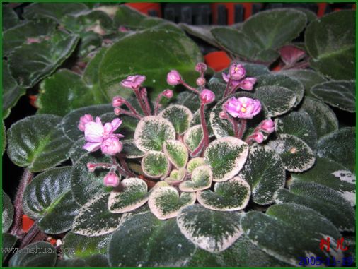 [����]��������֮ͼƬ�Ƚ�