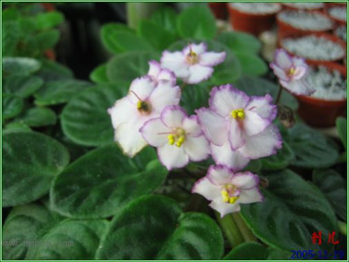 [����]��������֮ͼƬ�Ƚ�