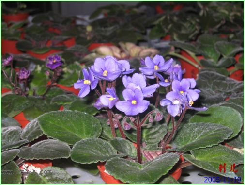 [����]��������֮ͼƬ�Ƚ�